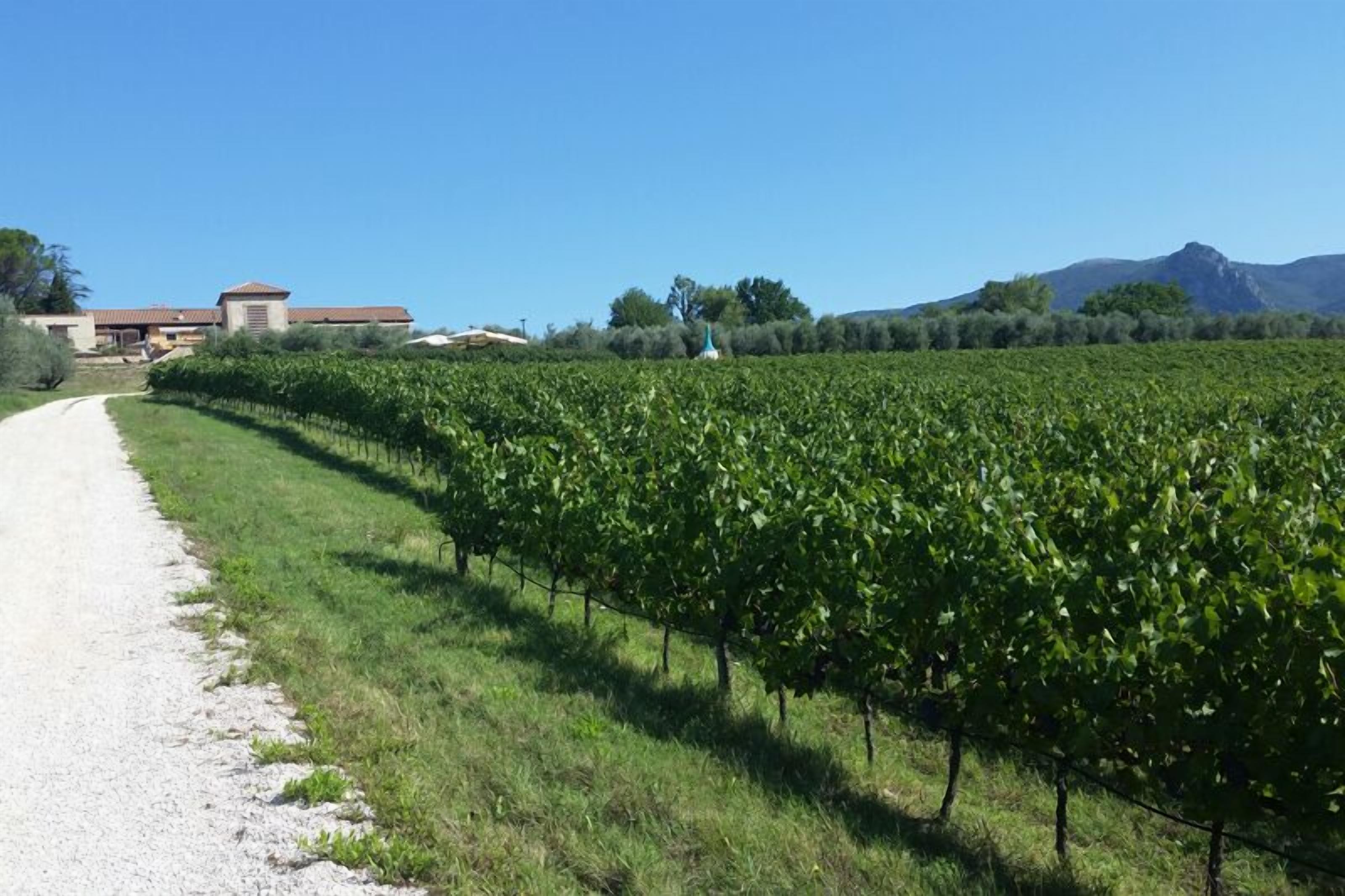 A vineyard with rows of grapevines, a gravel path, and a building in the background.