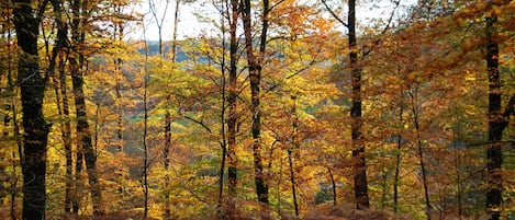 Un bosque con árboles altos y el suelo cubierto de hojas caídas.