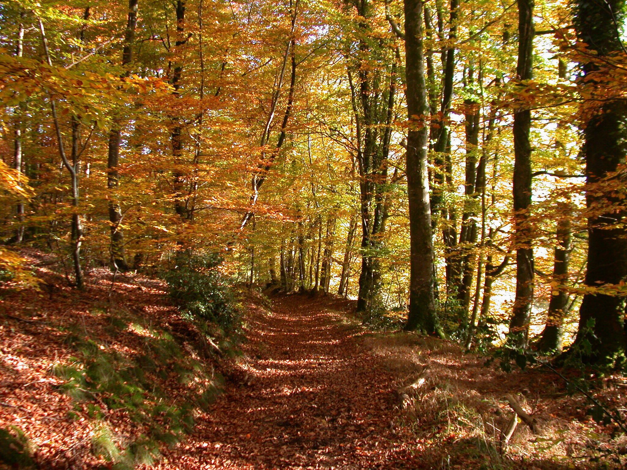 A forest path with trees and fallen leaves.