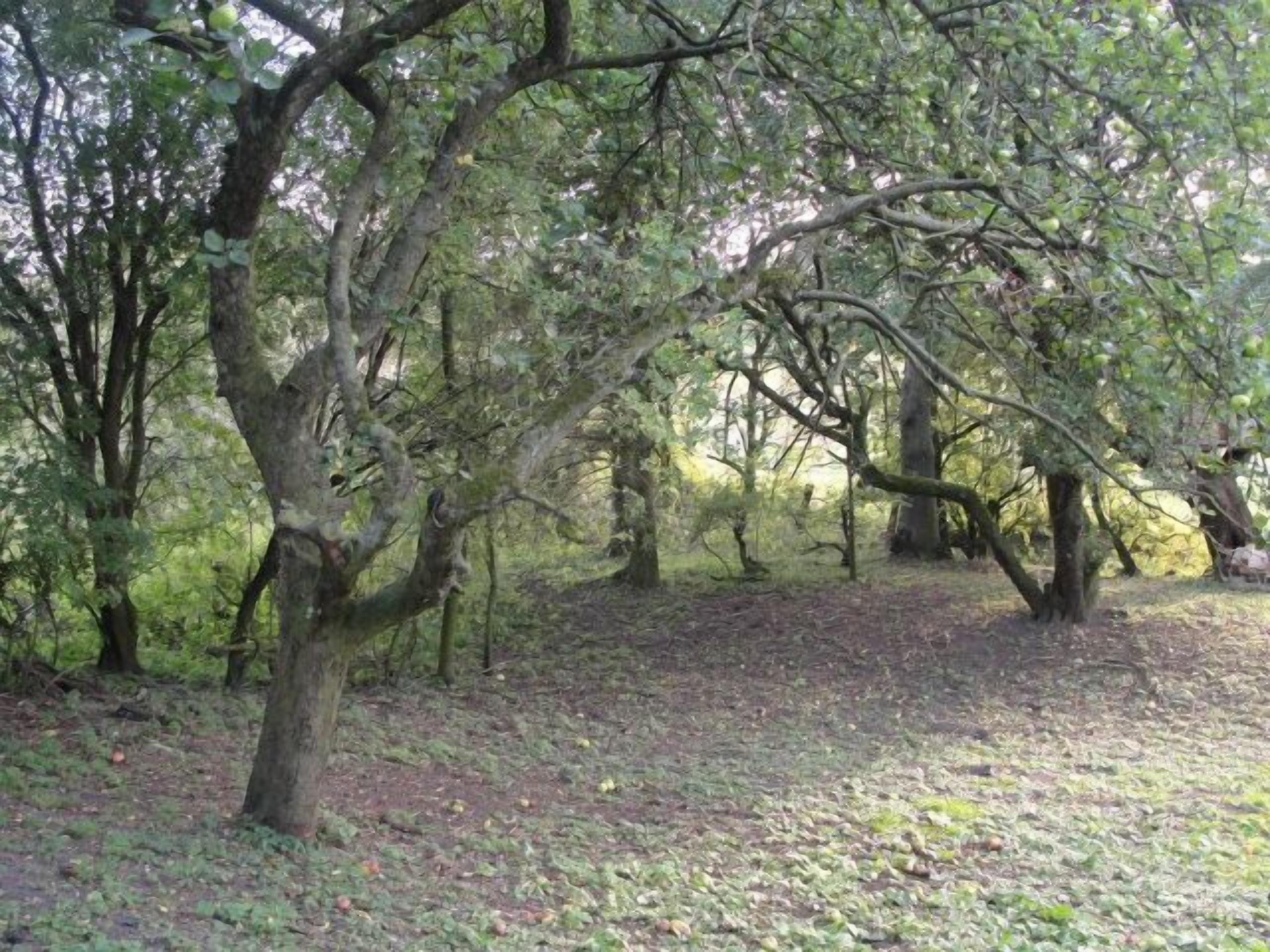 A forested area with trees and a ground covered in leaves.