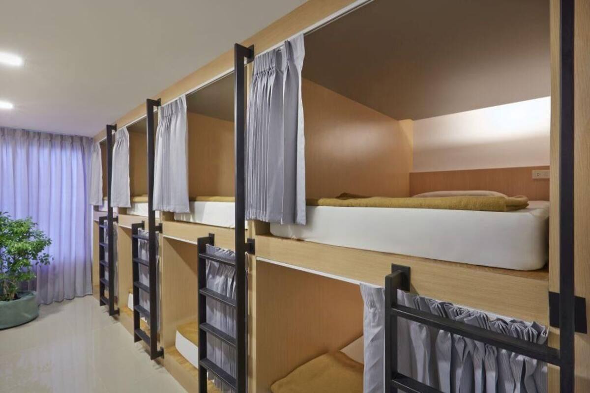 A dormitory-style room with bunk beds, a potted plant, and a window with curtains.