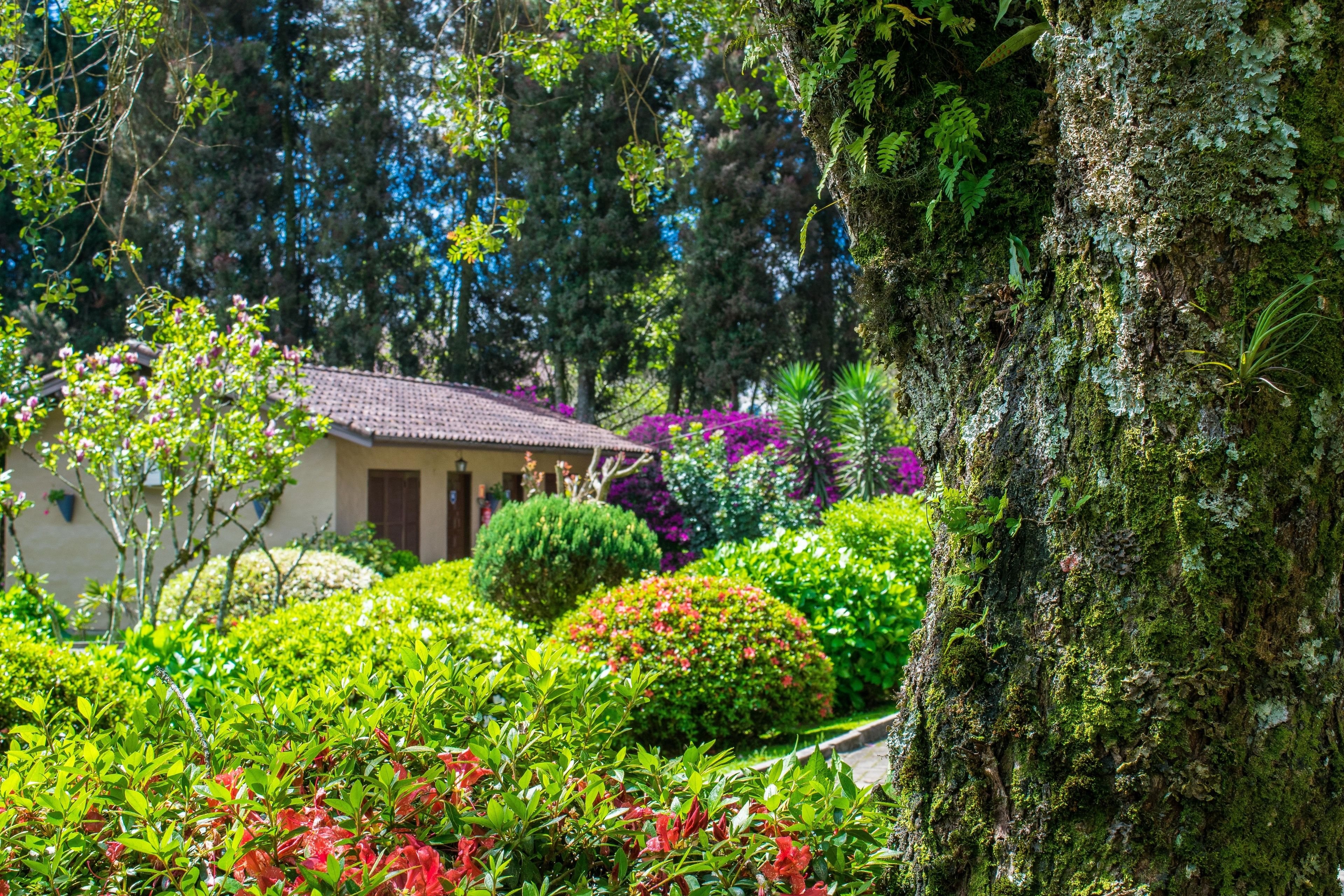 經濟小木屋, 1 間臥室, 花園 | 客房景觀