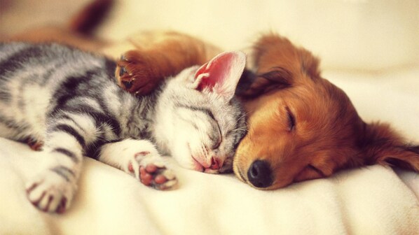 A sleeping dog and kitten cuddled together on a soft surface.