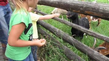 Eine Person füttert Tiere durch einen Holzzaun in einer grasbewachsenen Fläche.