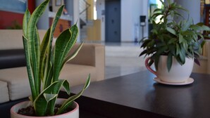 Una planta en maceta sobre una mesa en un espacio interior moderno.