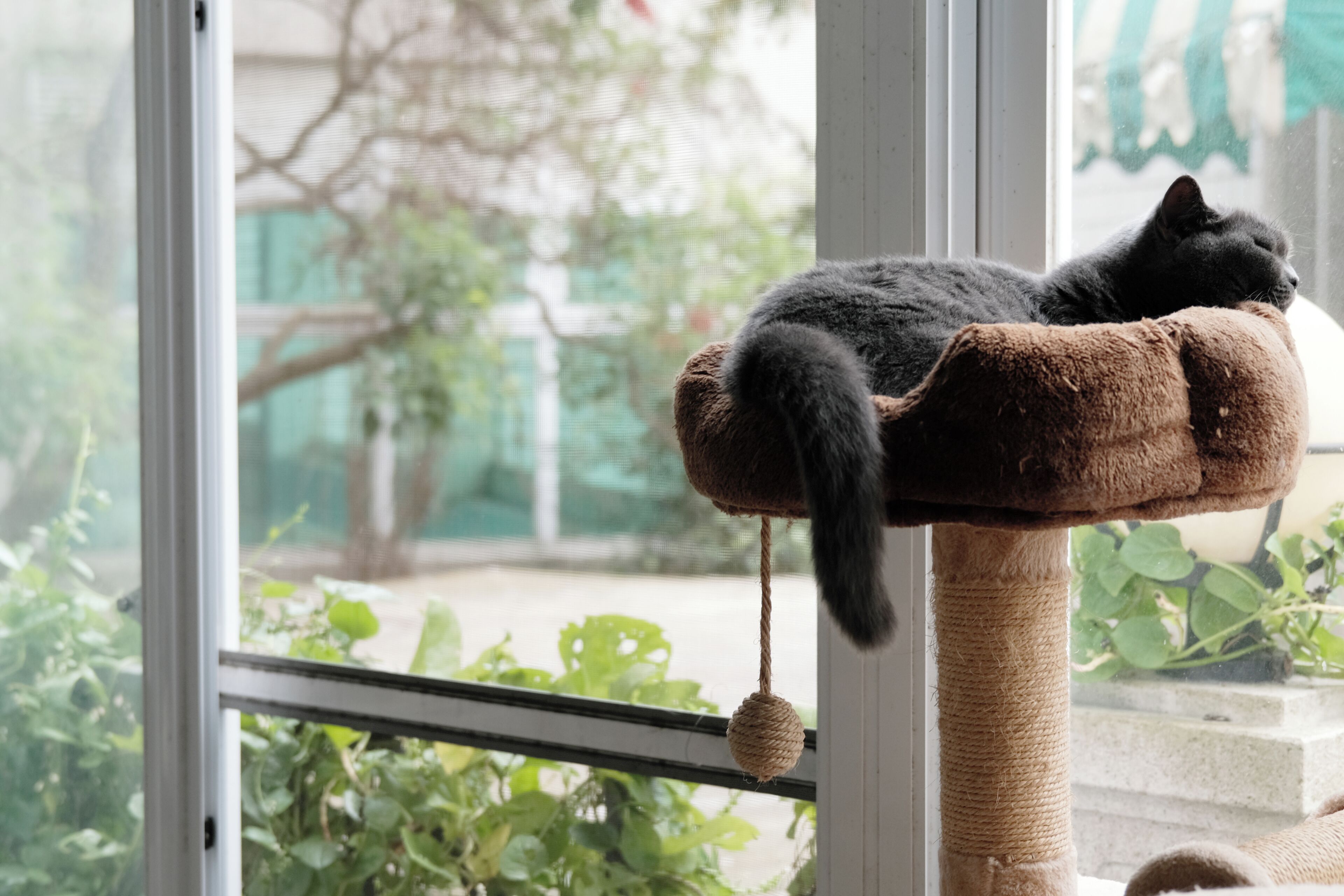 A cat resting on a cat tree by a window.