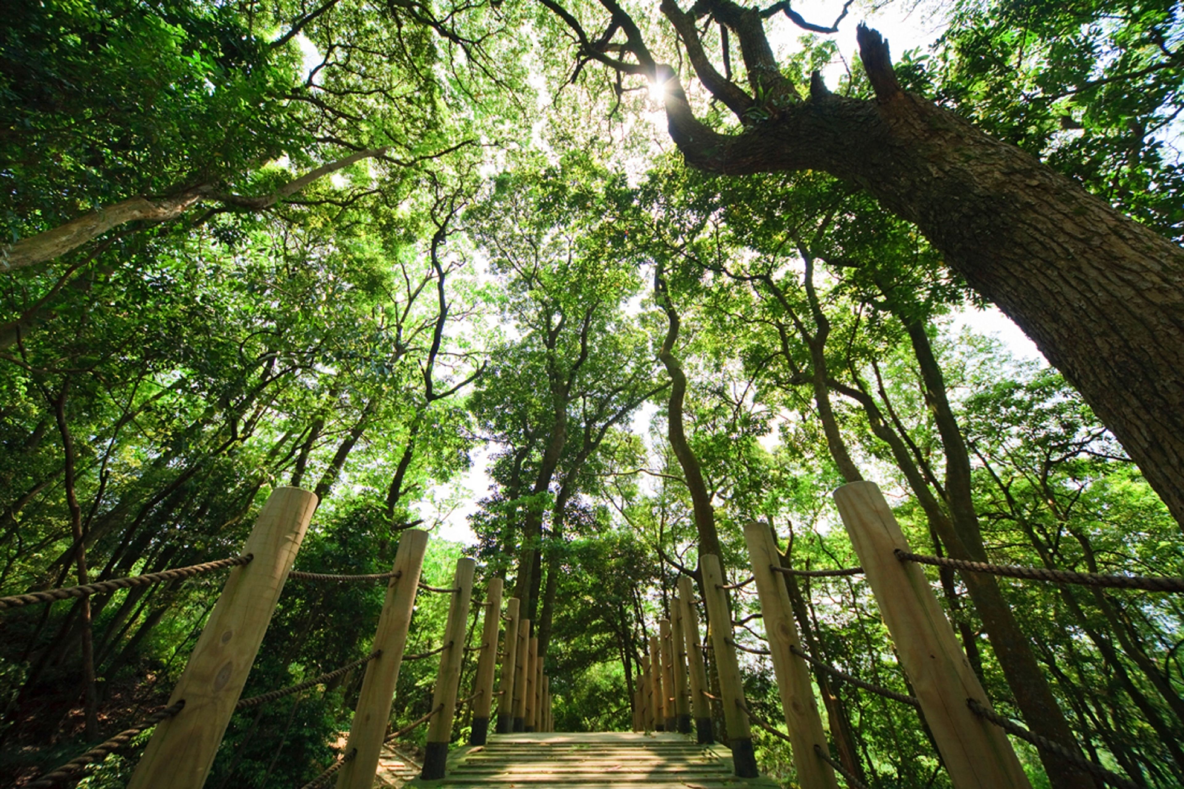 A wooden suspension bridge in a forest with natural light filtering through the trees.