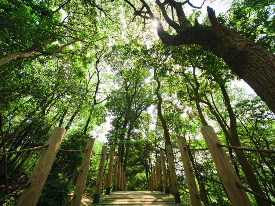 A wooden suspension bridge in a forest with natural light filtering through the trees.