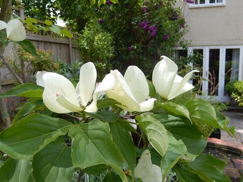 Un árbol de magnolia con flores blancas y hojas verdes en un jardín residencial.