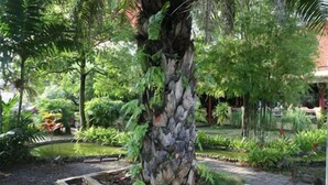 Garden - Pinnacle Satun Wangmai Hotel (Satun)