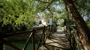 A wooden bridge with railings, surrounded by lush greenery and a body of water.