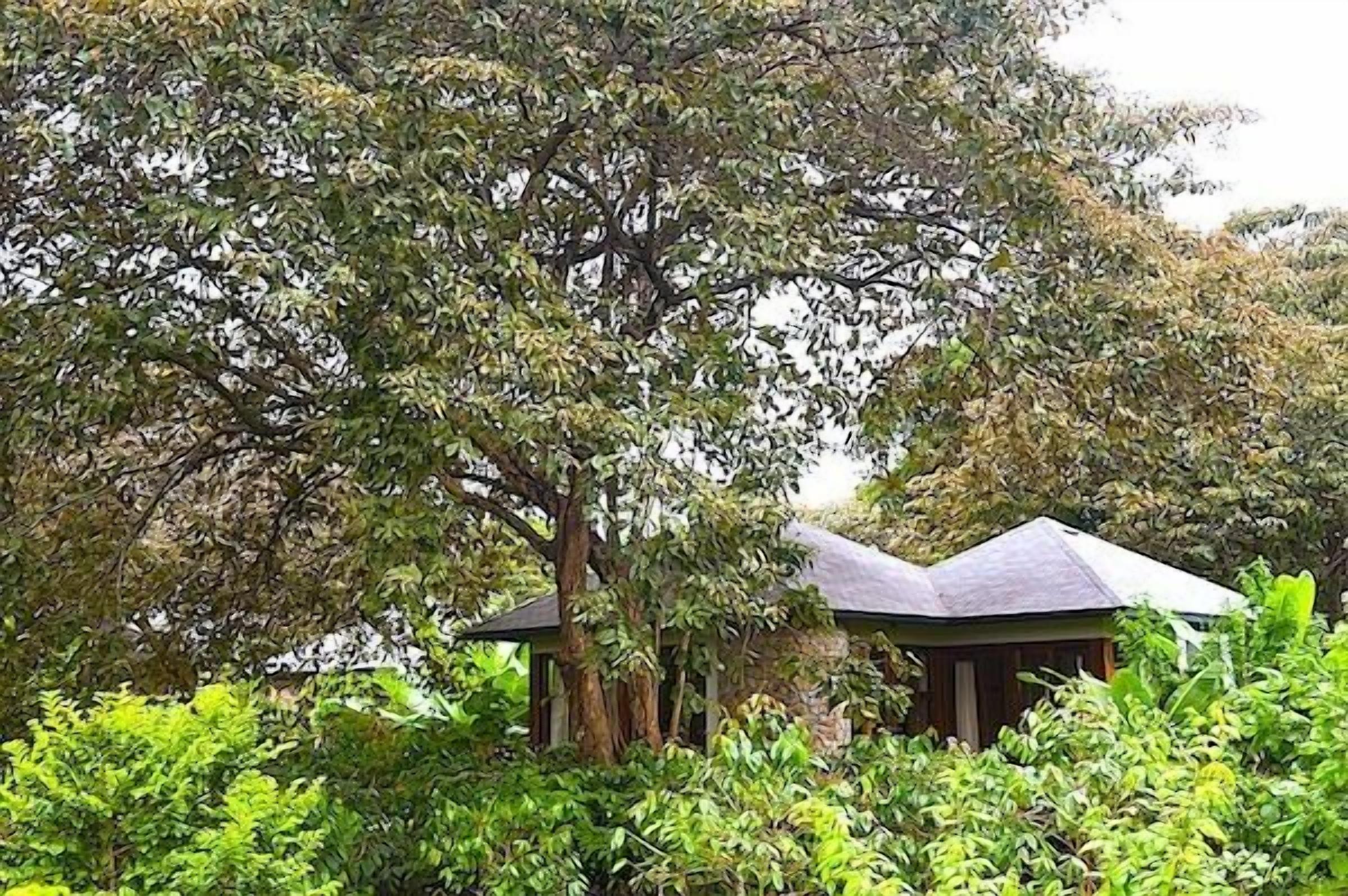 A treehouse with a sloped roof, surrounded by dense foliage.