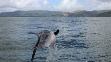 Näkymä rannalle/valtamerelle