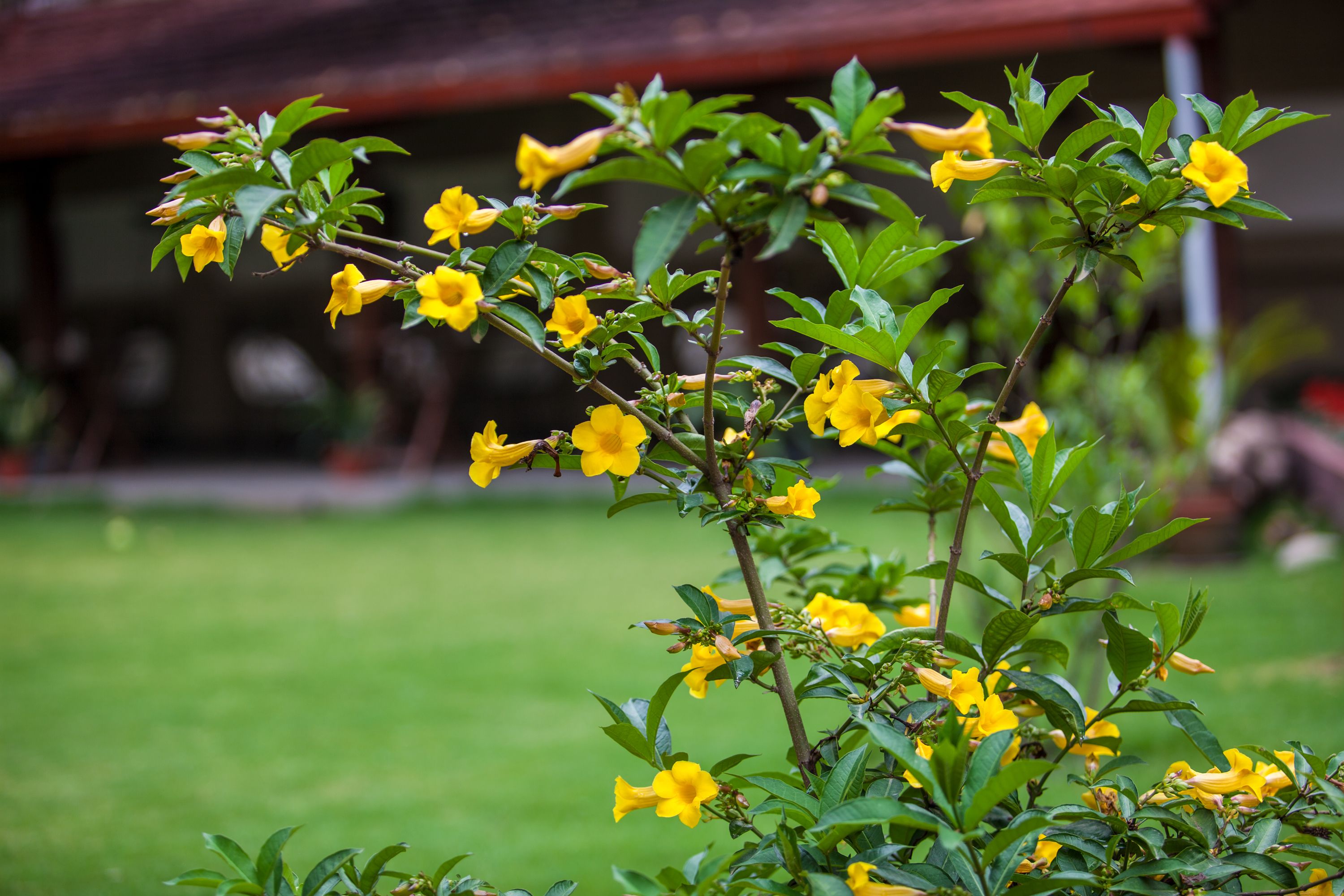 aromatherapy, ayurvedic treatments, massages