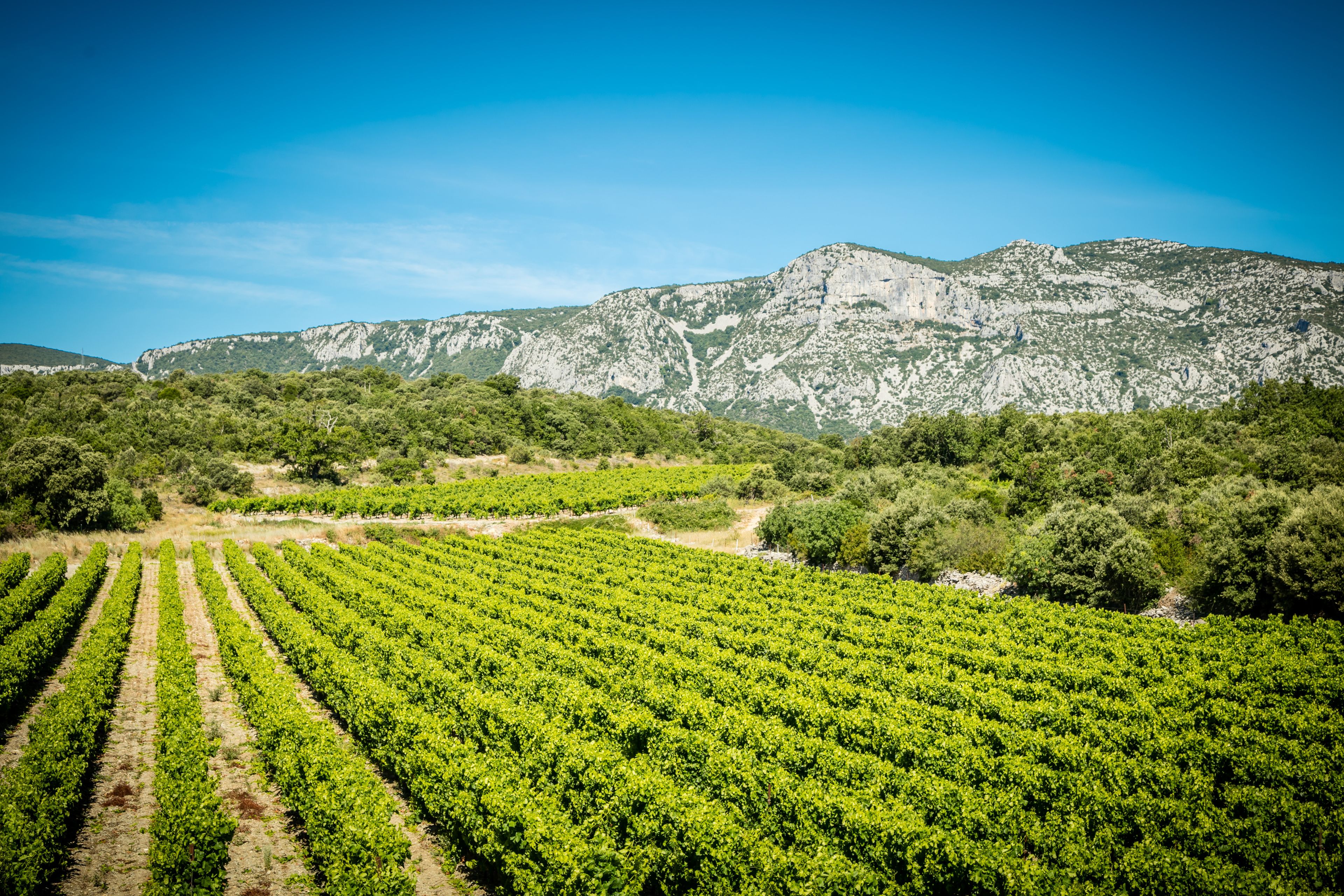 Un vignoble avec des rangées de vignes et une chaîne de montagnes en arrière-plan.