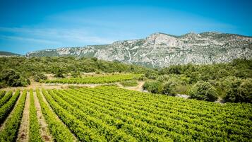 Un vignoble avec des rangées de vignes et une chaîne de montagnes en arrière-plan.