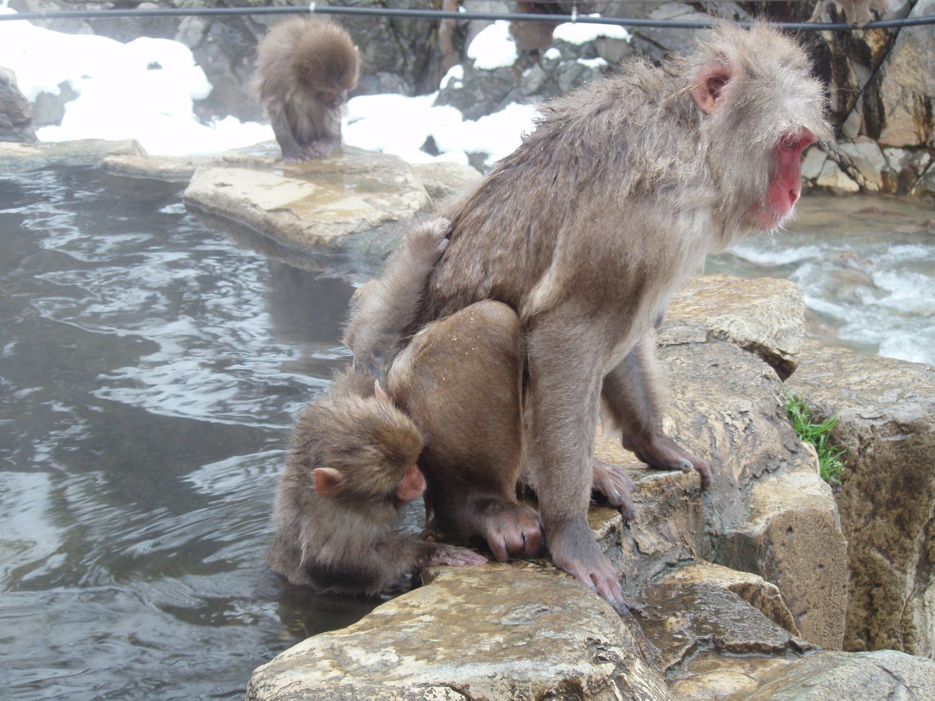 A monkey sitting on a rock by a body of water.