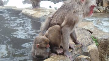A monkey sitting on a rock by a body of water.