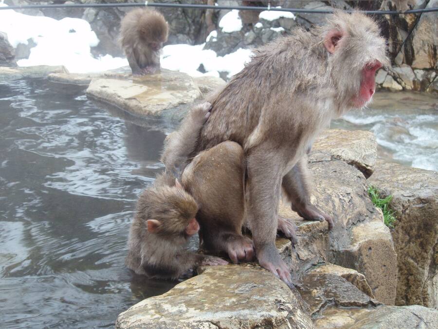 A monkey sitting on a rock by a body of water.