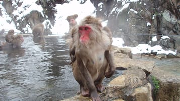 A monkey sitting on a rock by a body of water with snow on the surrounding rocks.