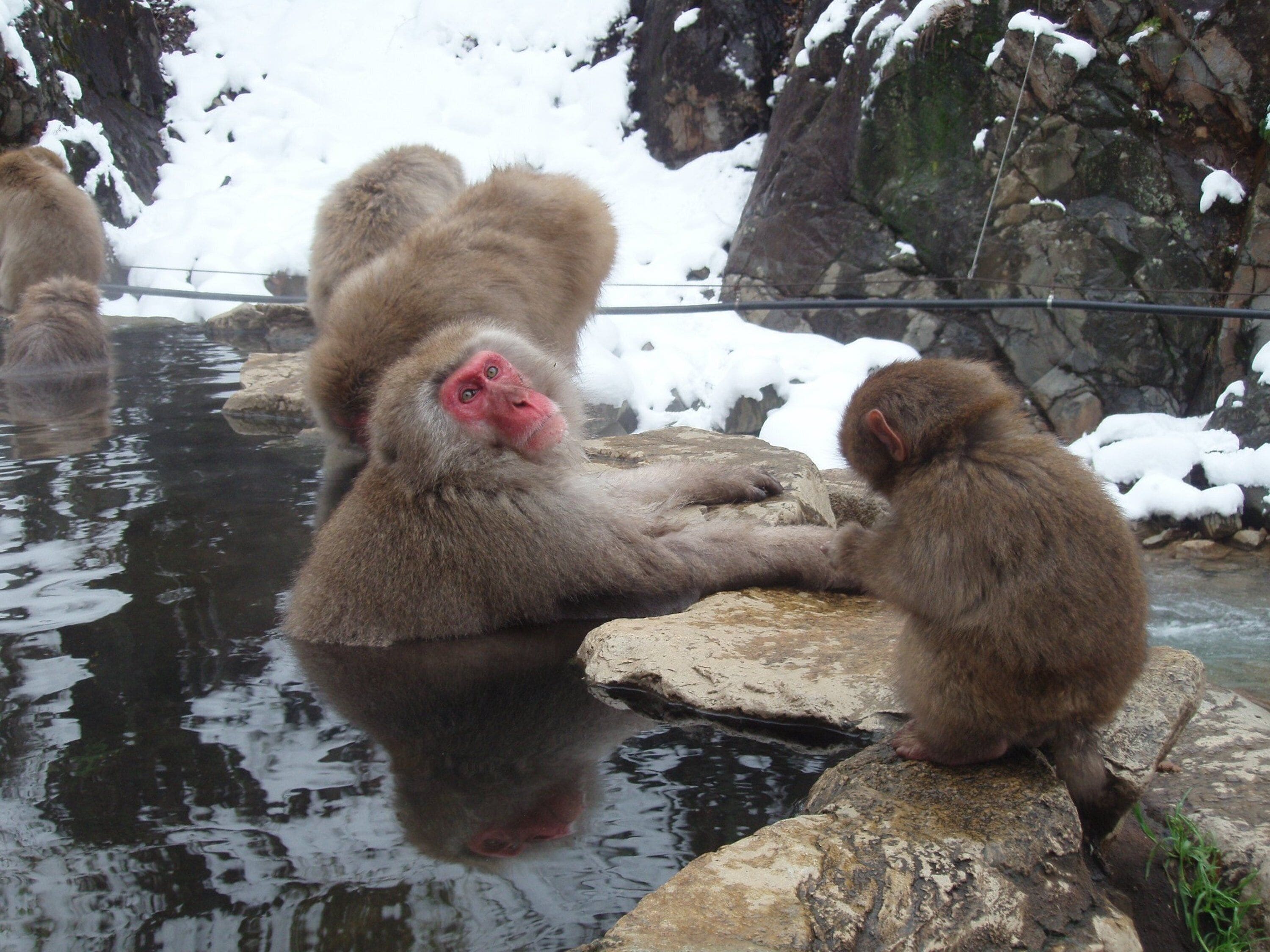 A monkey sitting on a rock by a pond with snow in the background.