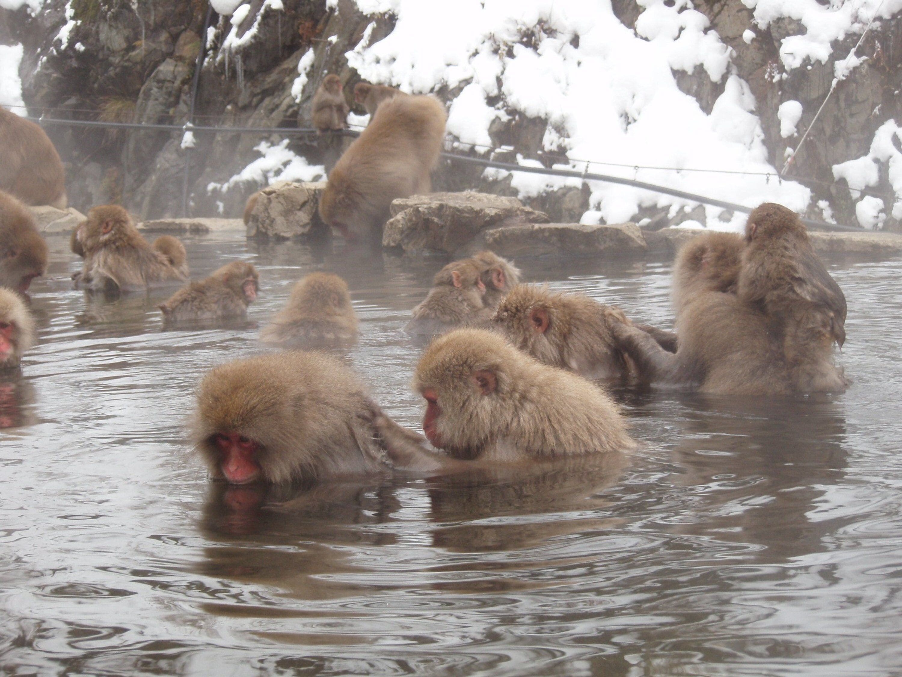 A group of monkeys in a natural setting with water and rocks.