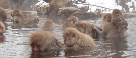 A group of monkeys in a natural setting with water and rocks.