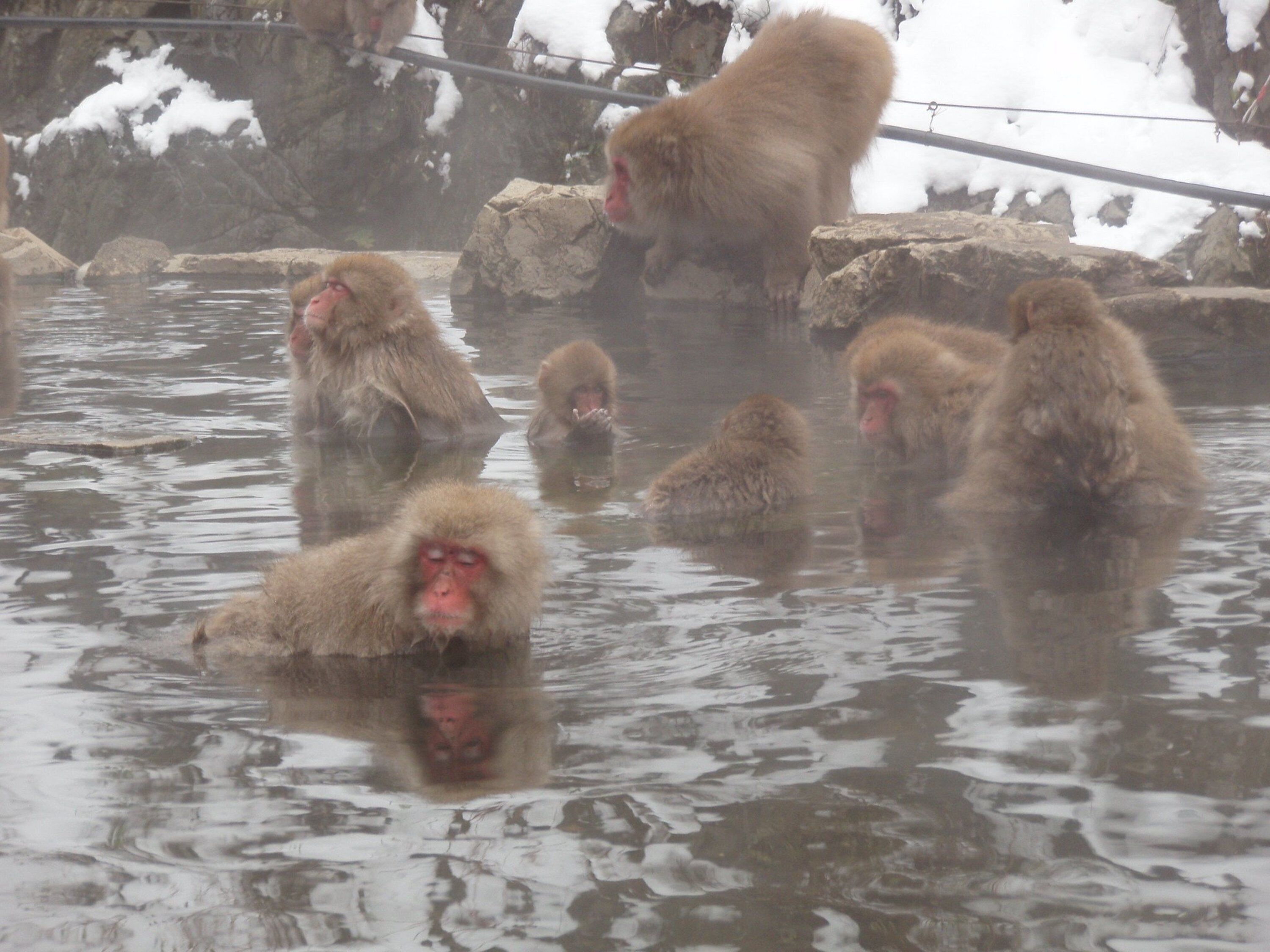 Un groupe de macaques japonais évoluant dans un environnement naturel, avec des rochers et de la neige.