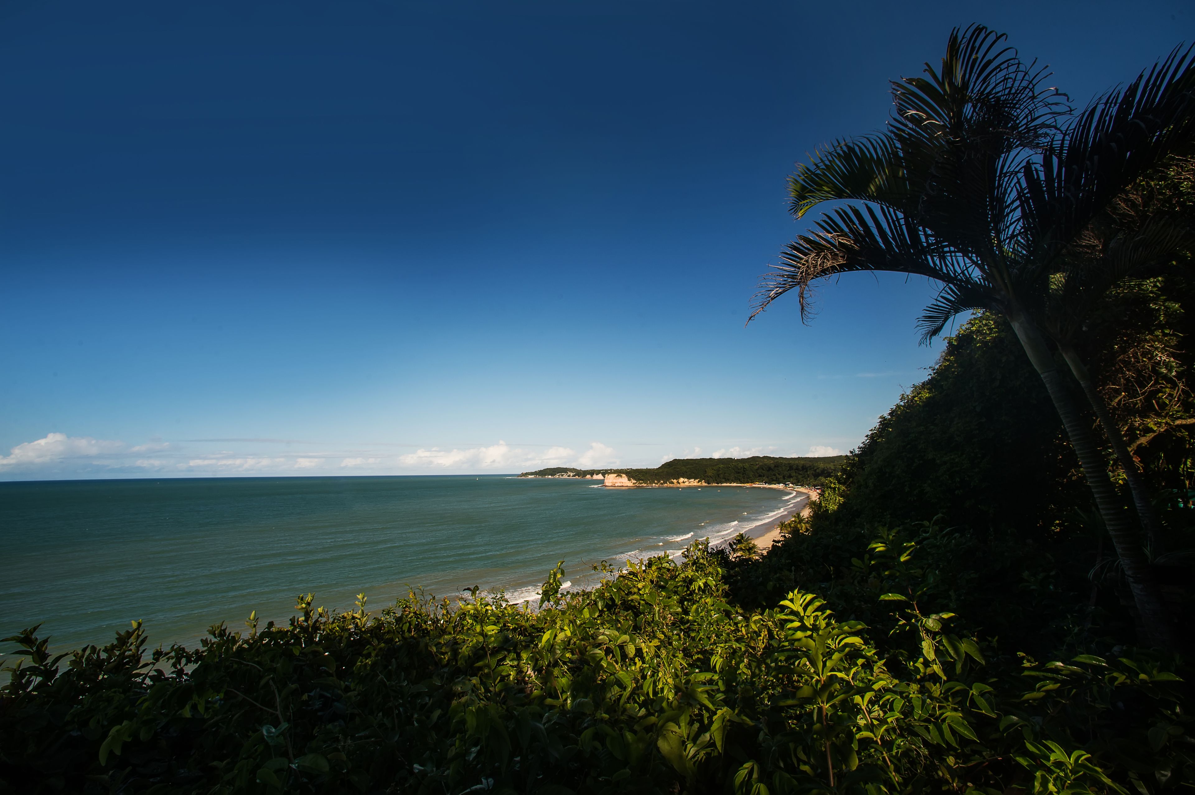 Une plage avec un ciel dégagé, un palmier et une vue sur l’océan.