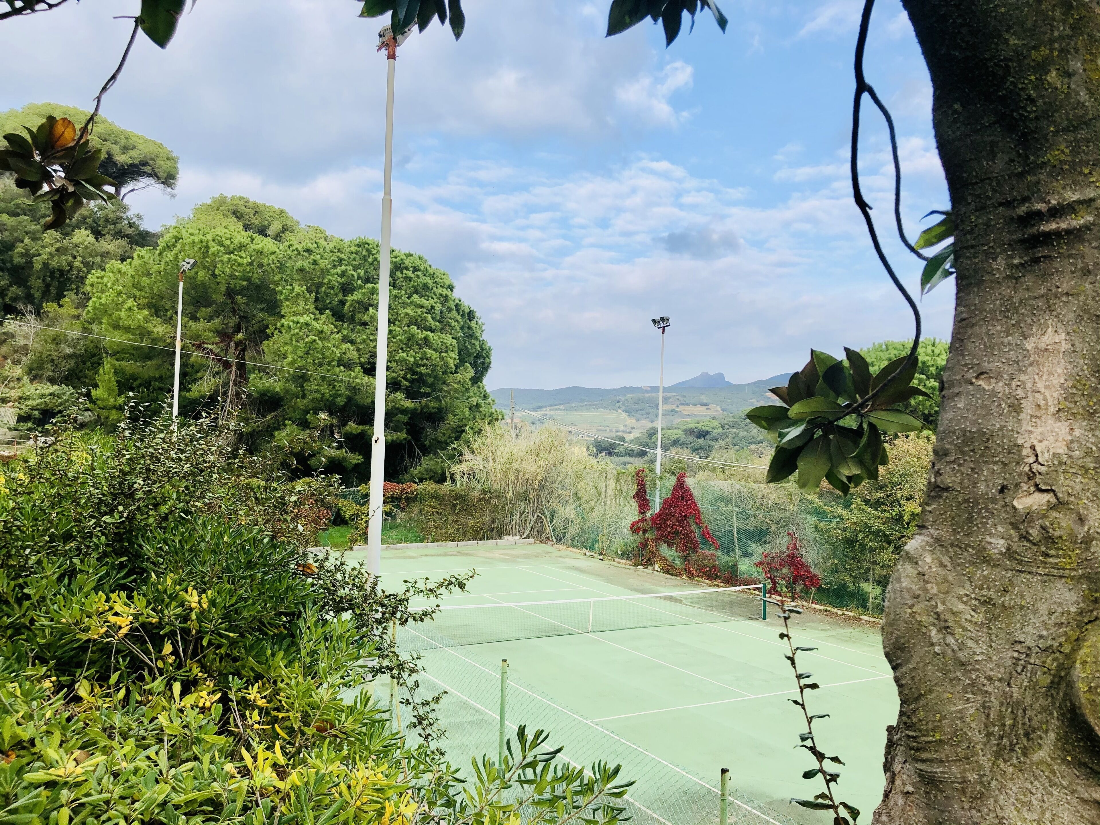 A tennis court surrounded by dense greenery and trees.