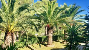 Un jardín con palmeras y un sendero.