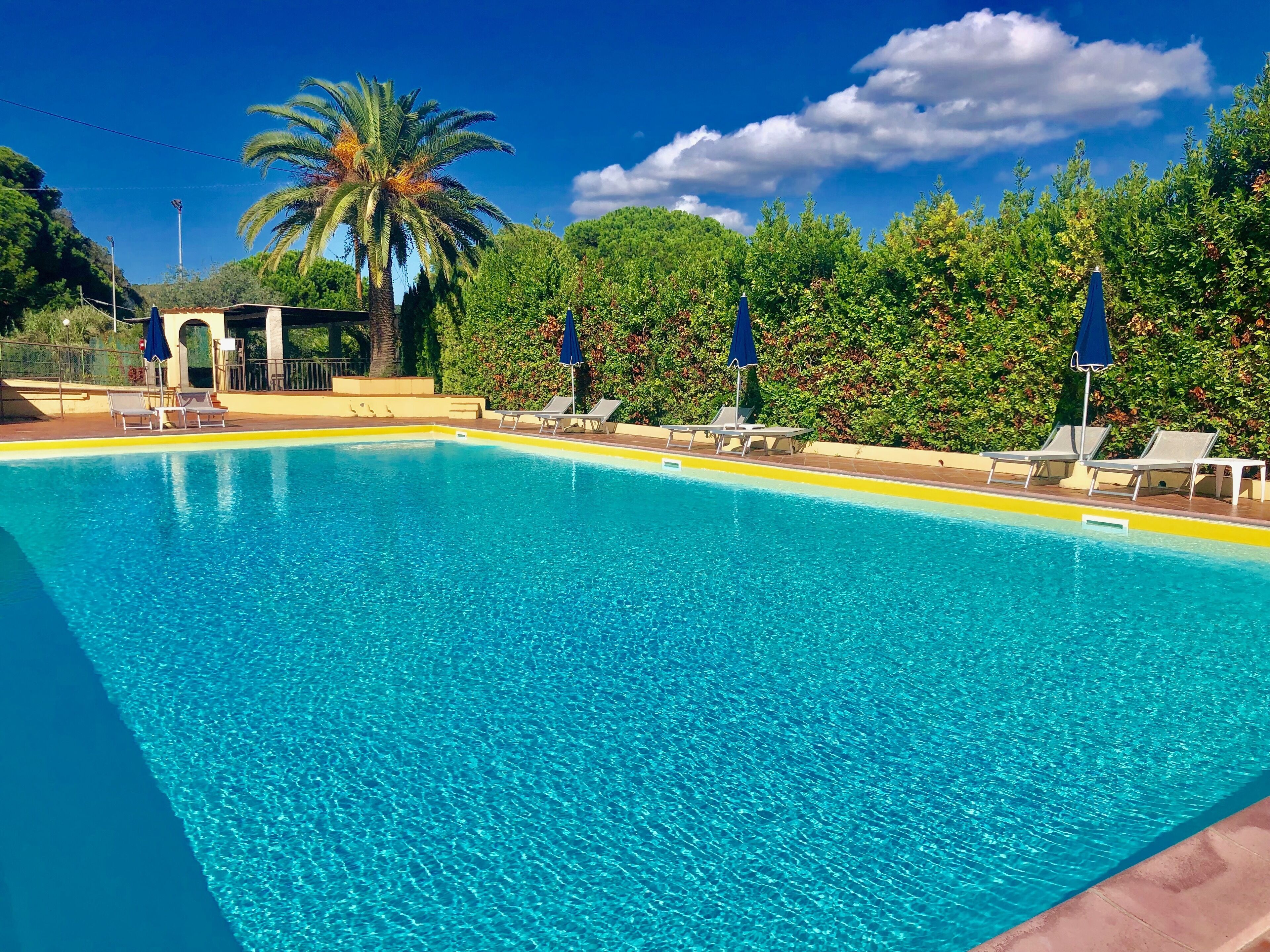 A clear blue pool with lounge chairs and umbrellas, surrounded by lush greenery and a palm tree.