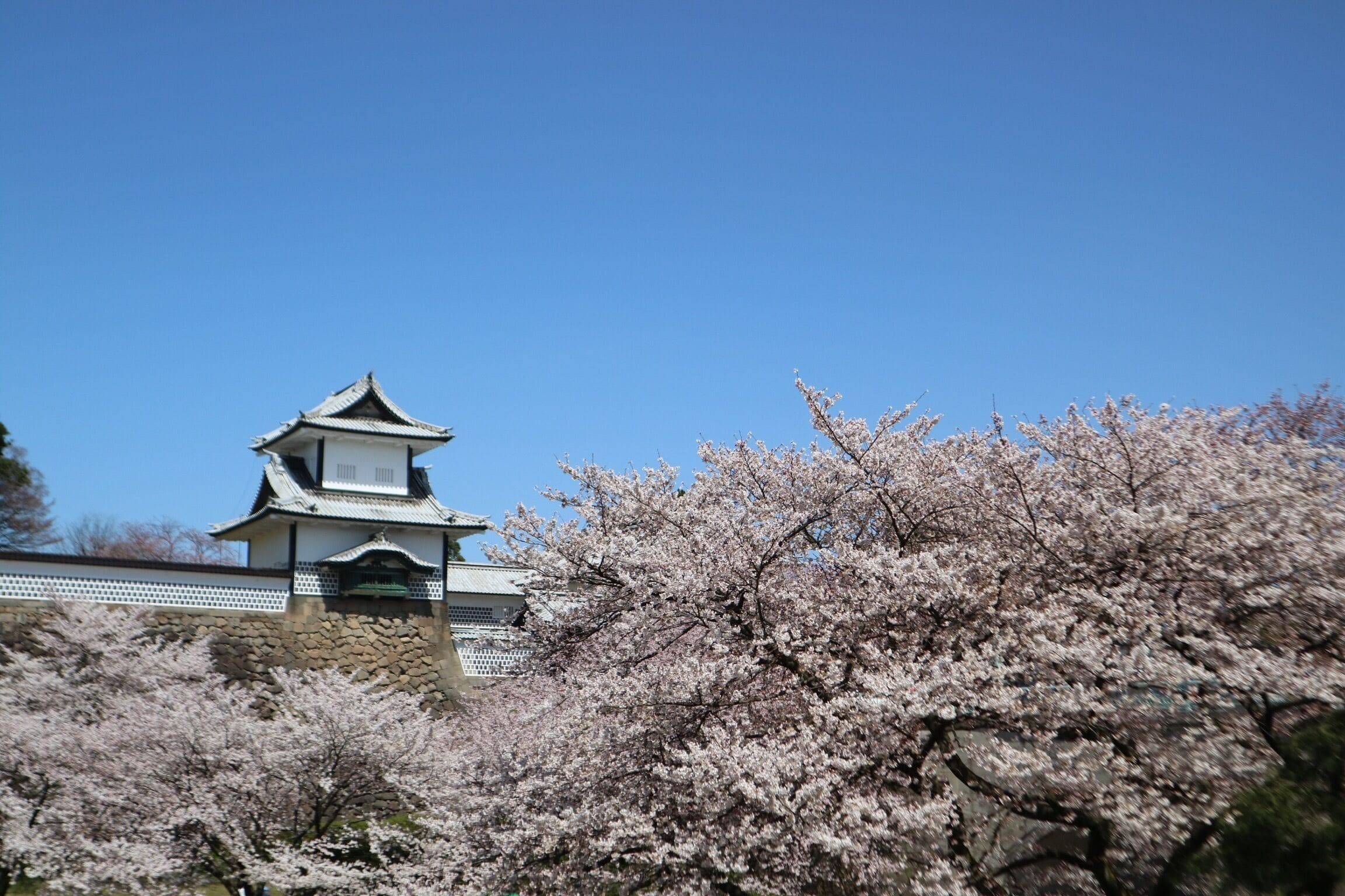 En traditionell japansk byggnad med en tydlig och särpräglad arkitektur, omgiven av körsbärsträd.