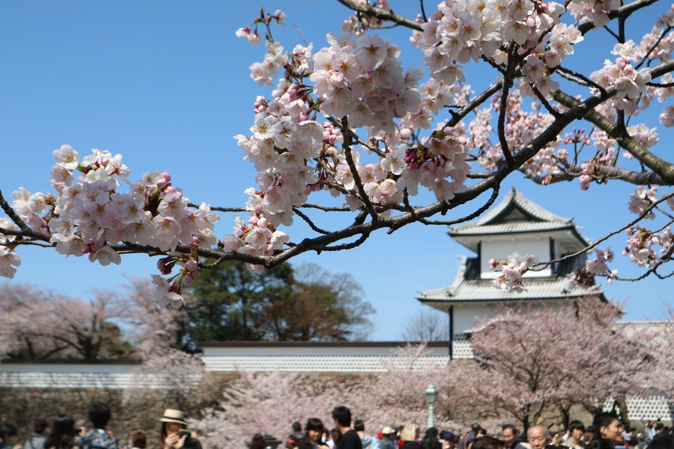 Ein traditionelles japanisches Gebäude mit einem Ziegeldach und weißen Wänden, umgeben von Kirschbäumen.