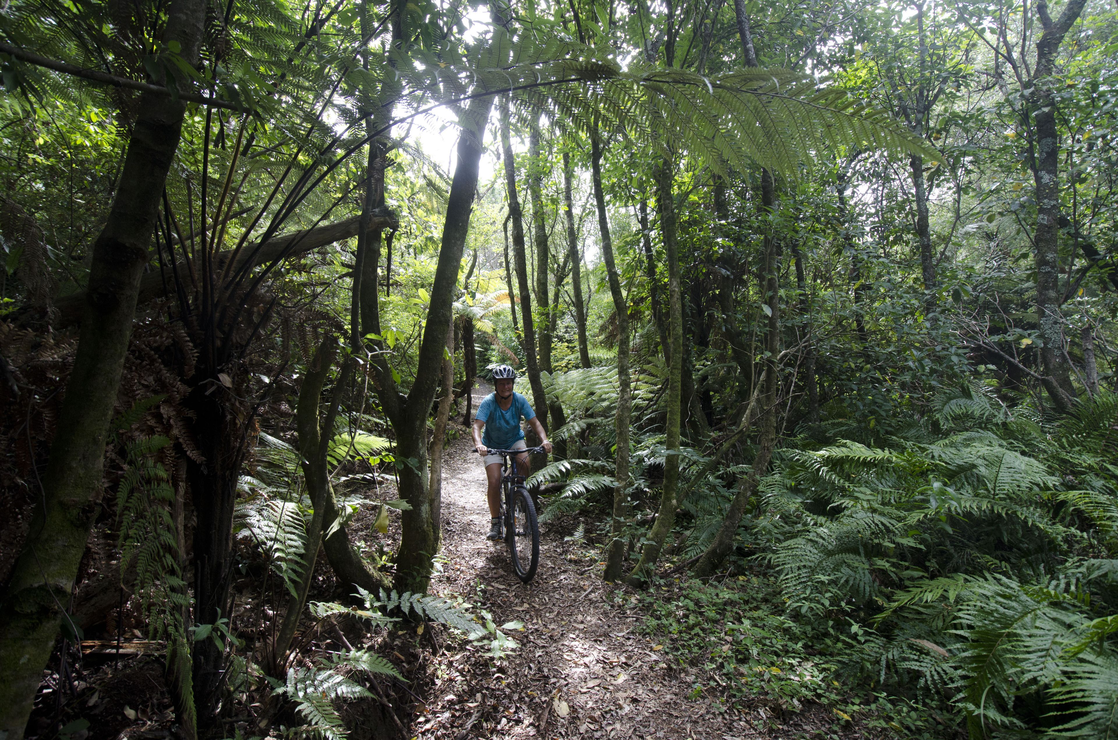 A forest trail with dense foliage and a cyclist.