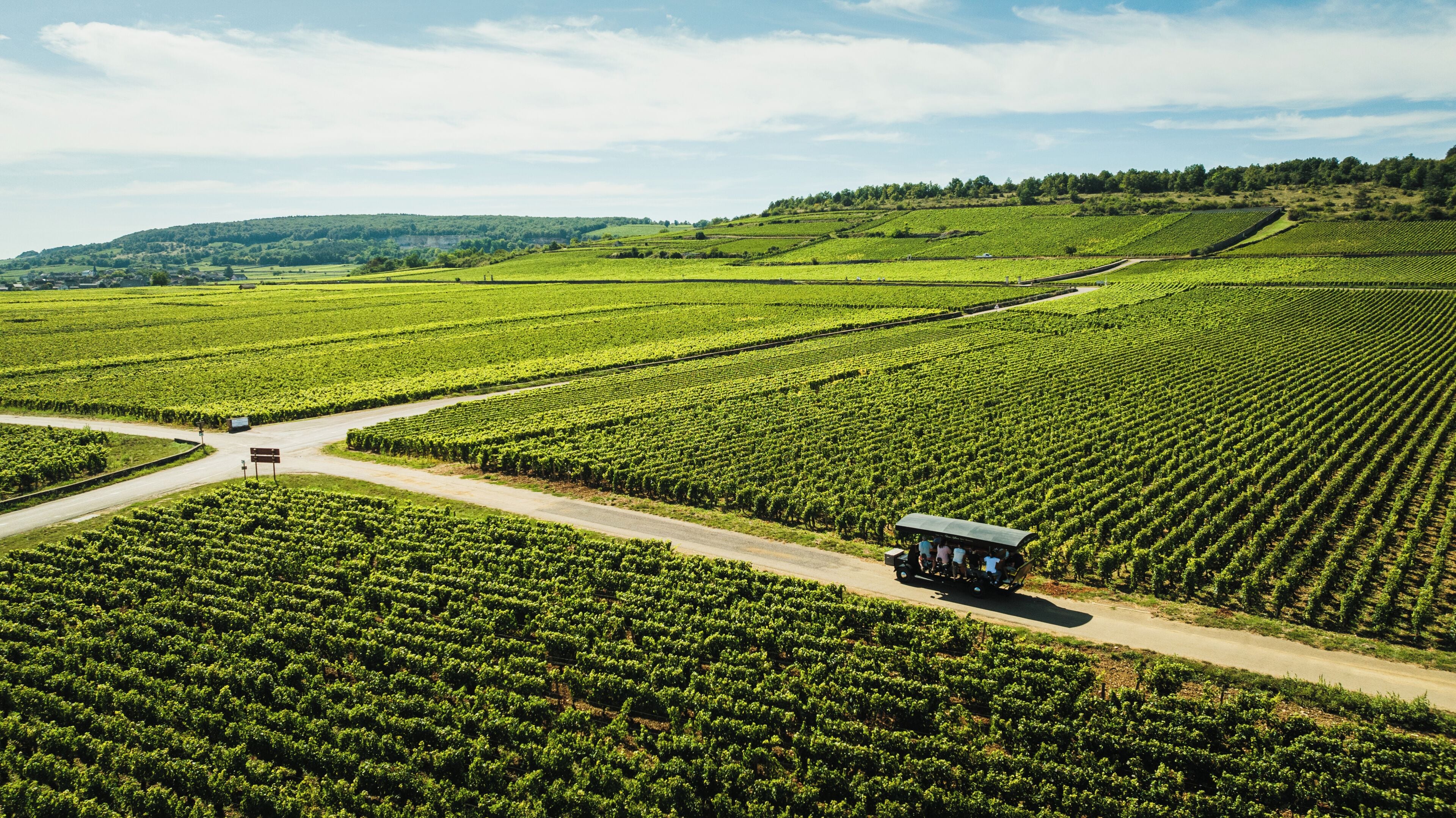 A vineyard with rows of grapevines, a dirt road, and a small building.