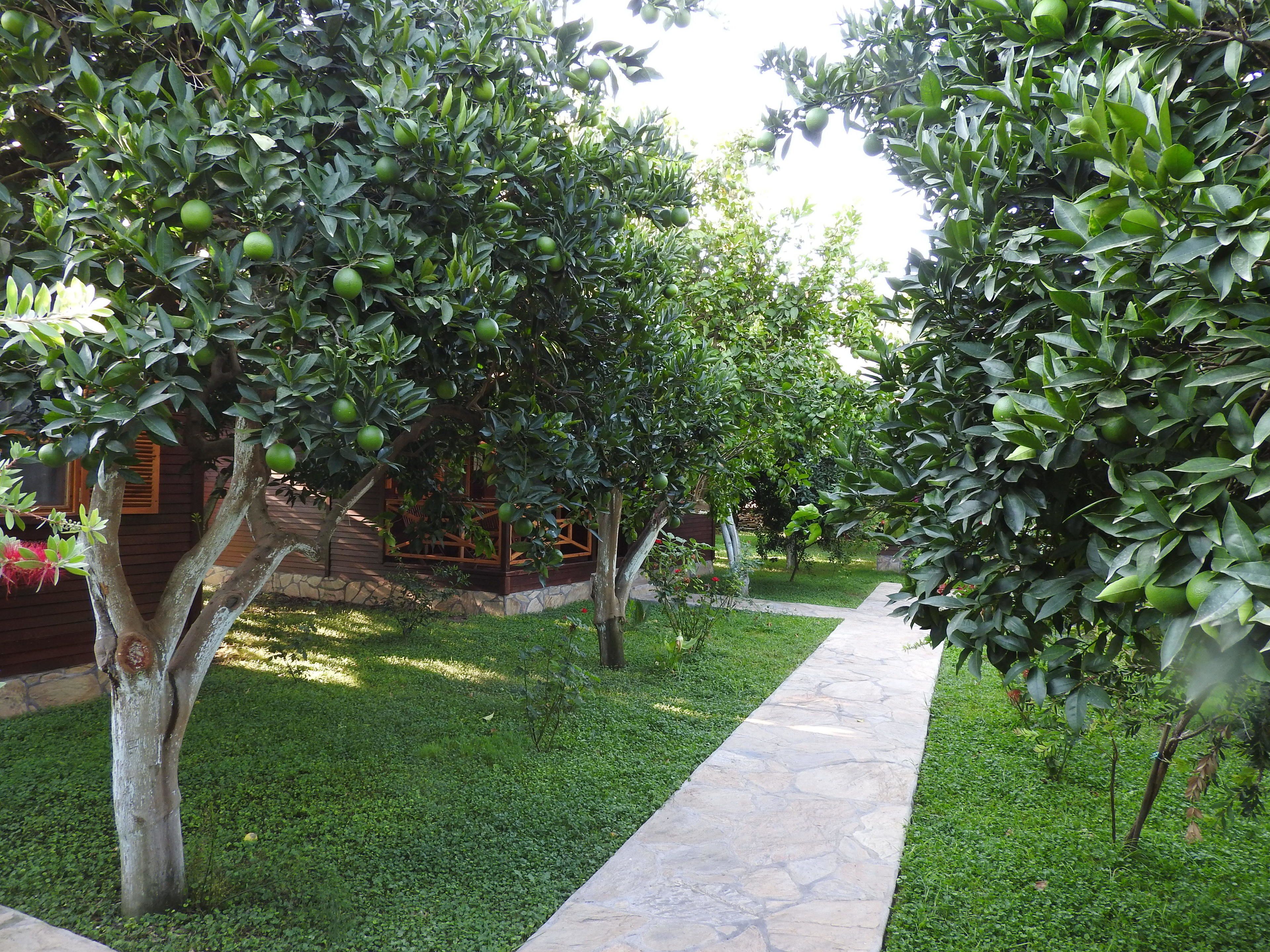 Jardín