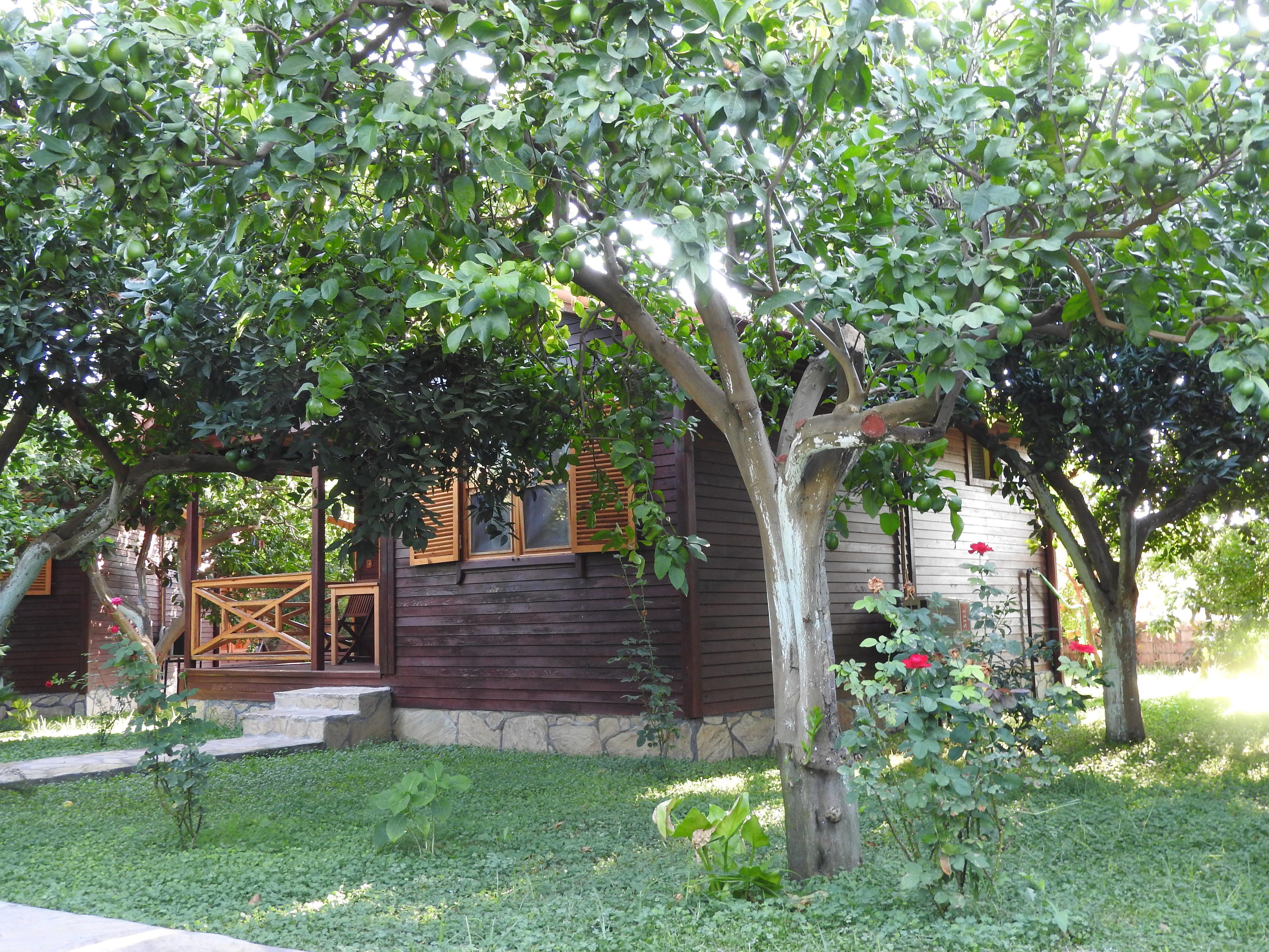 A rustic wooden cabin with a porch, surrounded by lush greenery and a well-maintained garden.