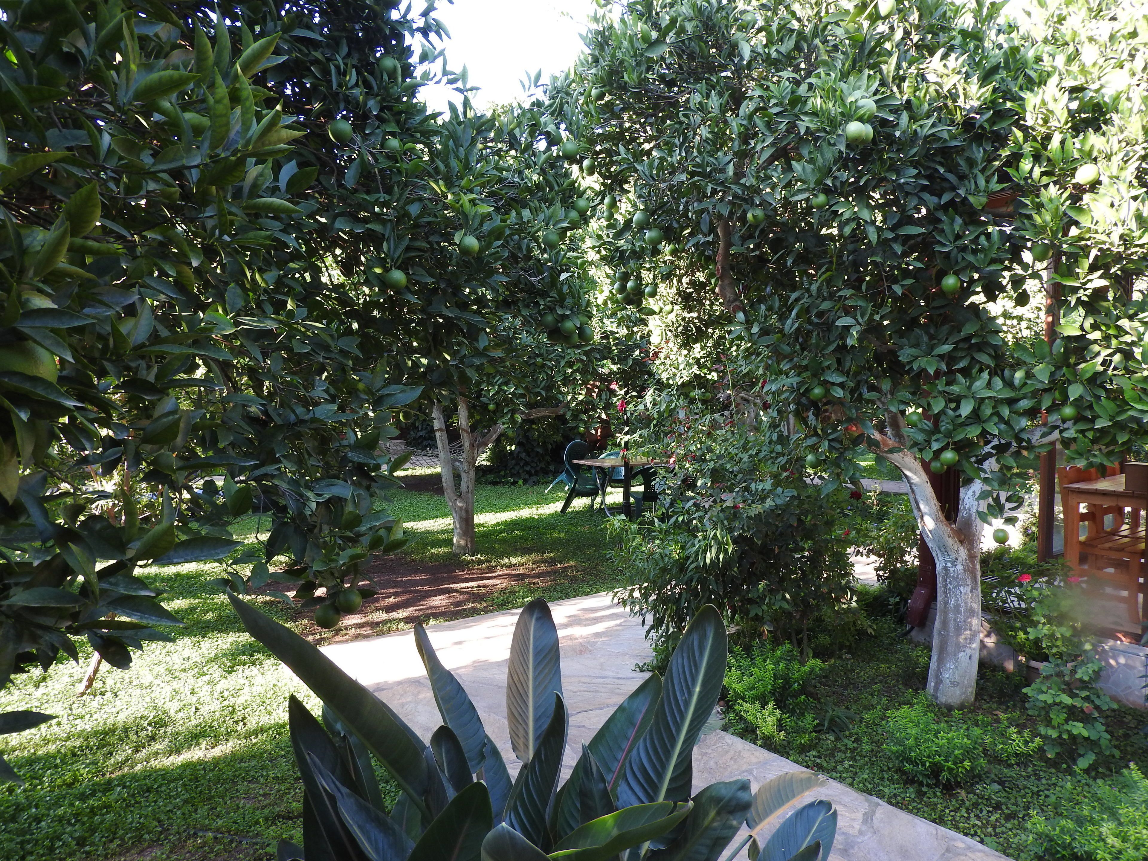 A garden with trees bearing fruit, a paved walkway, and a wooden structure.