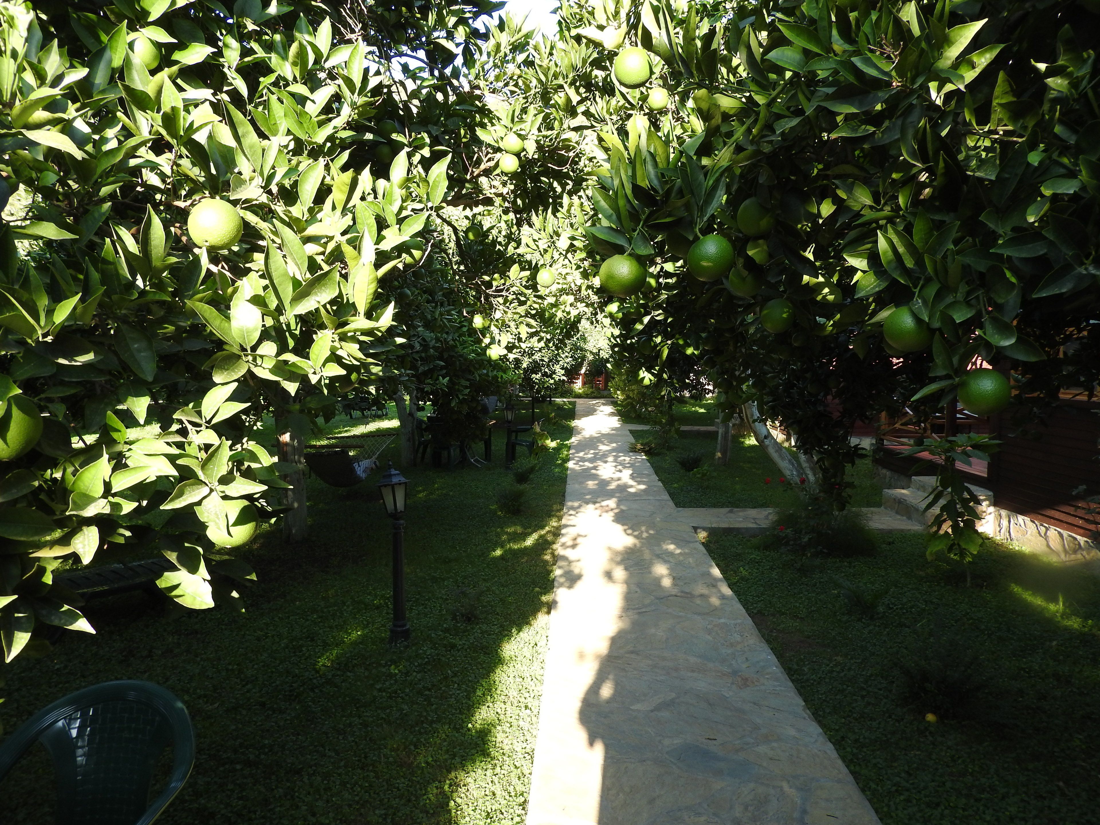 A pathway flanked by rows of citrus trees with green fruit, a lamp post, and a small garden area.