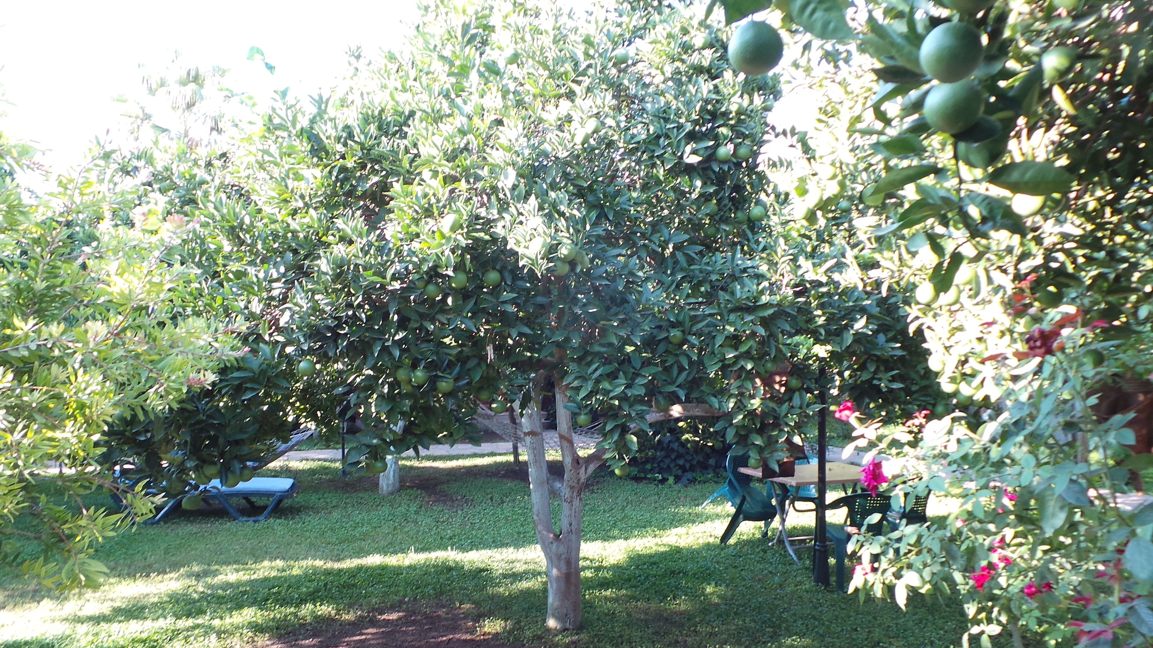 A garden with a tree bearing green fruit, a picnic table, and chairs.
