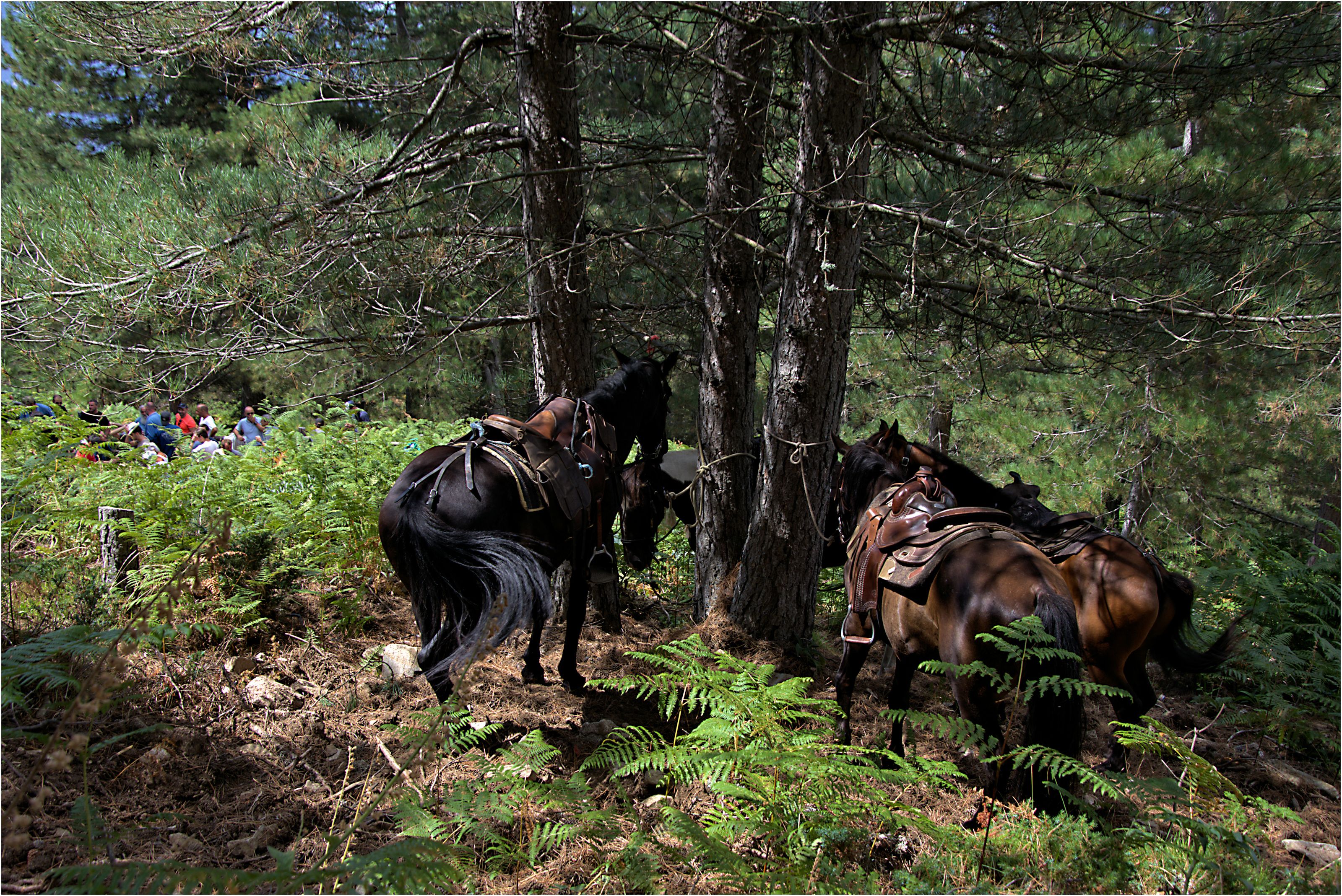 Uma área arborizada com cavalos e cavaleiros.