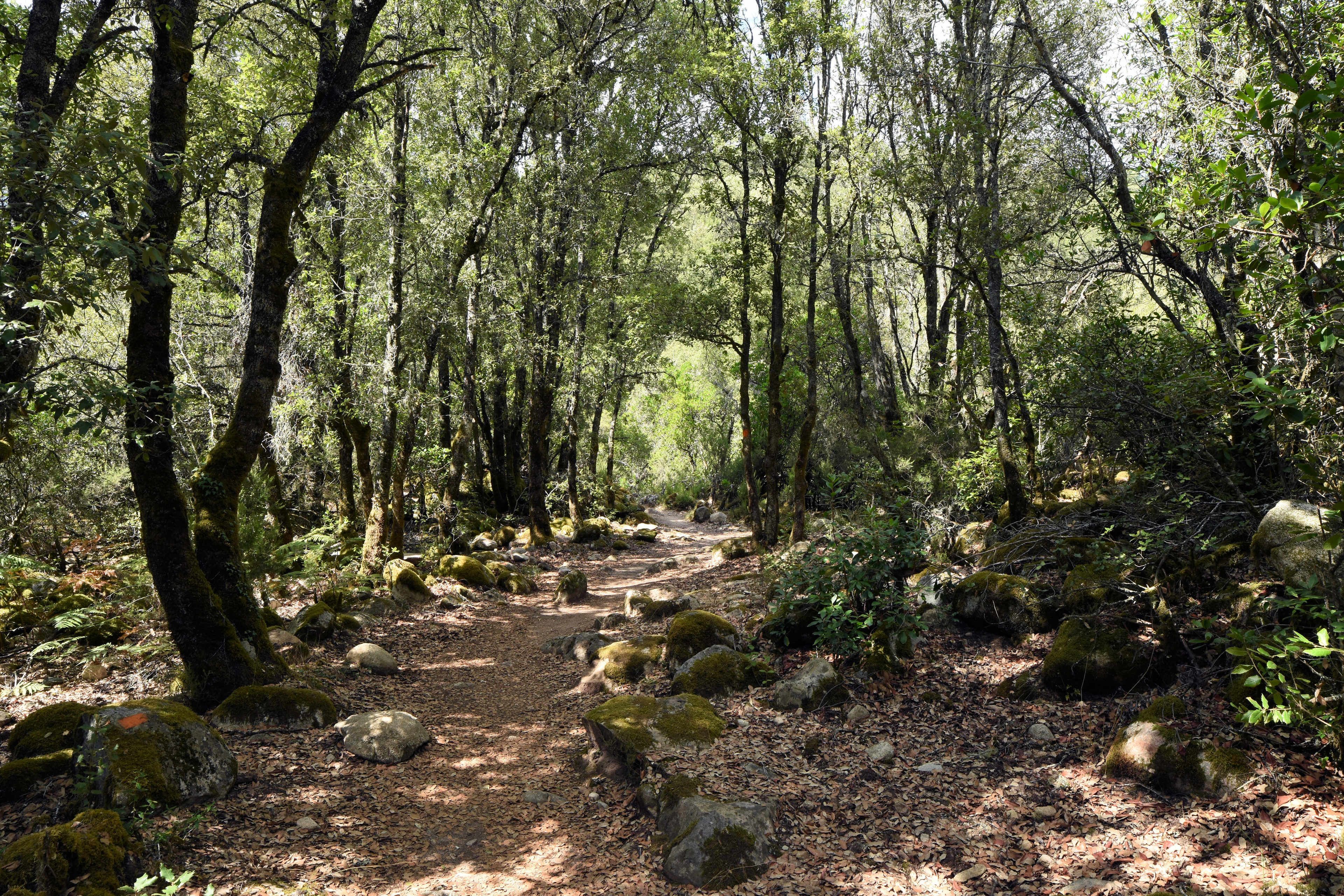 Foto - Auberge des Deux Sorru