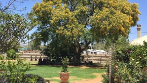 Un grand arbre aux fleurs jaunes, situé dans un jardin aménagé.