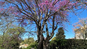 A large tree with pink blossoms in a garden setting with outdoor seating. - Hotel Château de Palaja (Palaja)