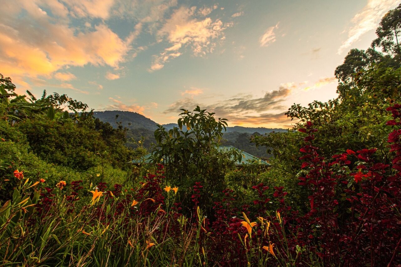 Paisagem exuberante com diversas plantas e flores, uma montanha ao fundo e um edifício com telhado verde.