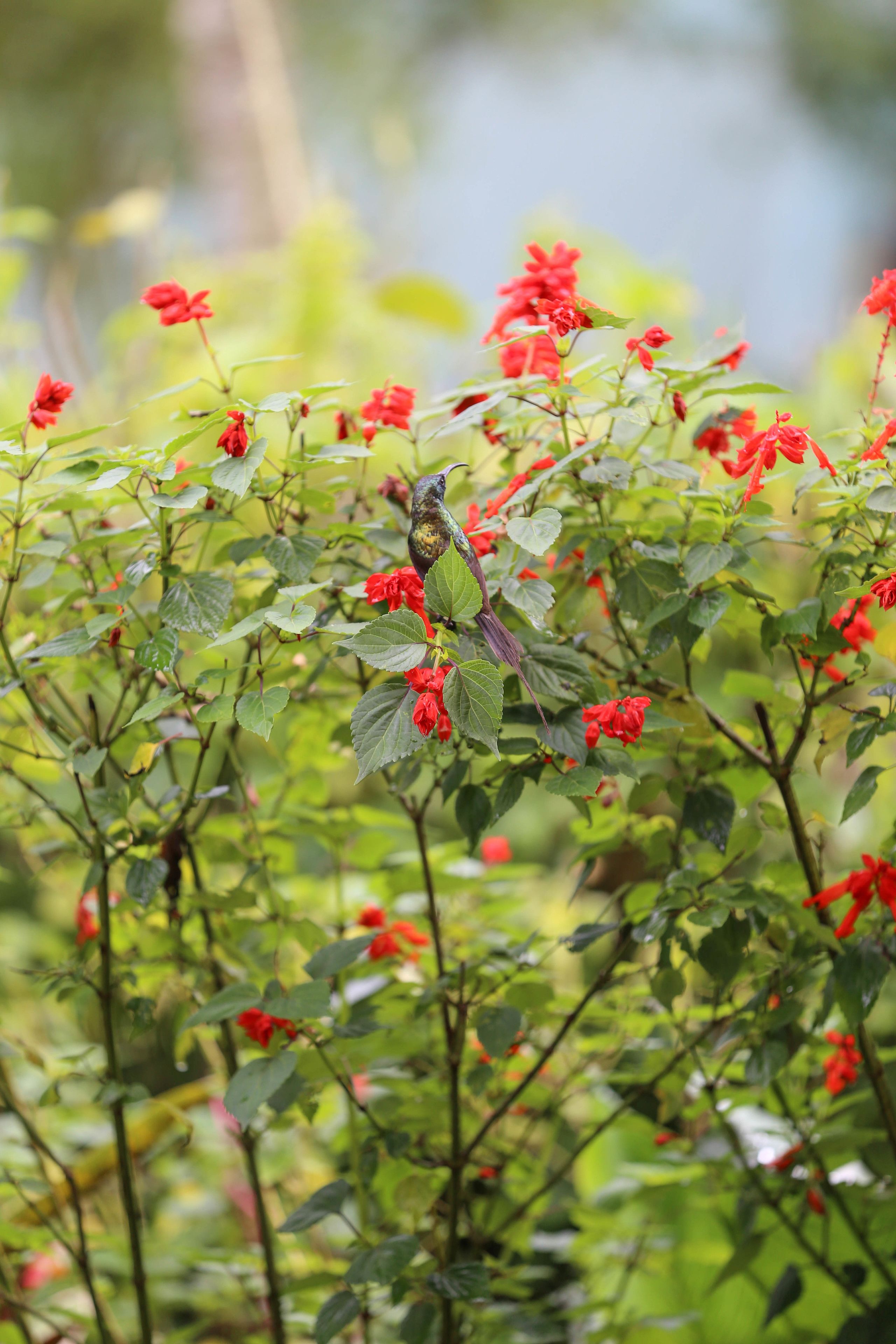 Un oiseau était perché sur une branche, au milieu de fleurs rouges.