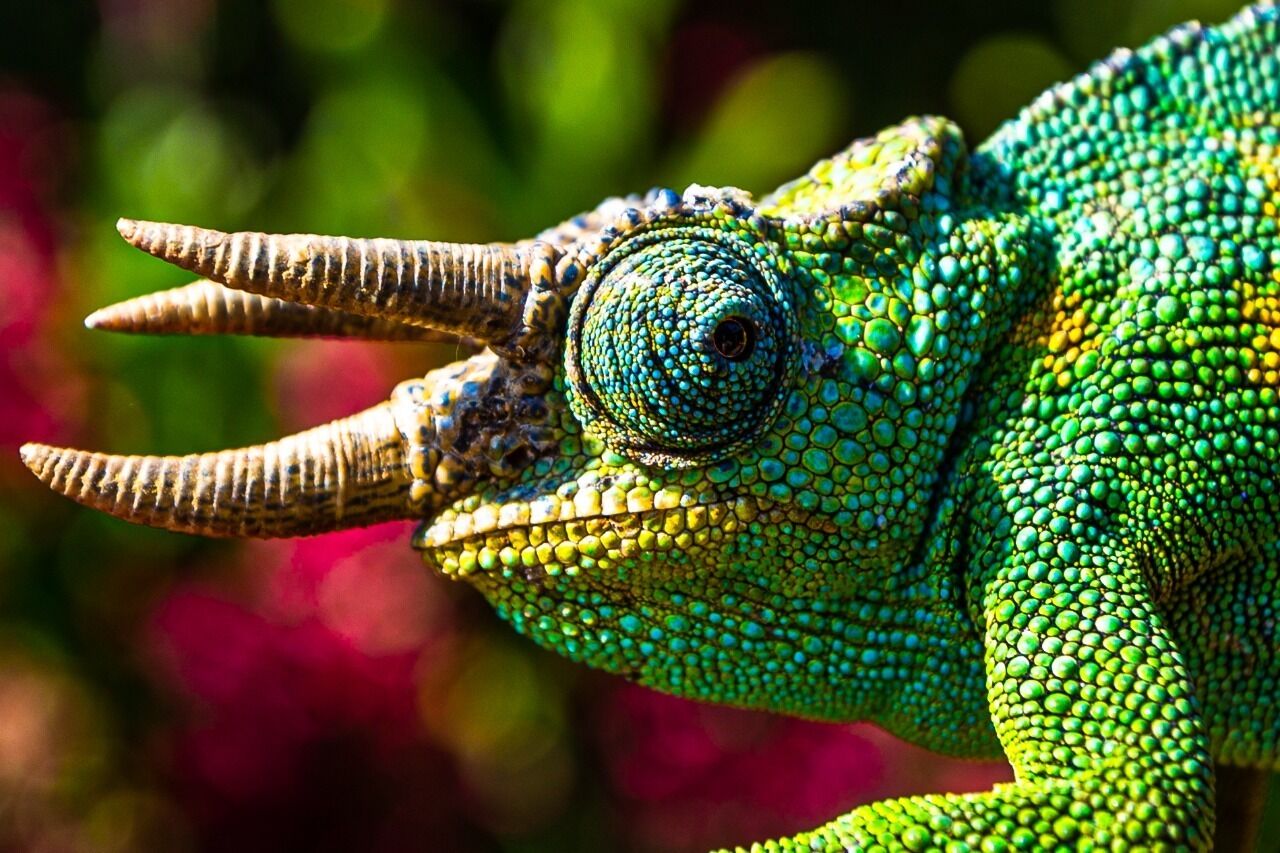 A close-up of a chameleon with distinct horn-like structures on its head.