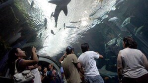 Um aquário com um tubarão grande nadando acima do vidro, rodeado por outros peixes.