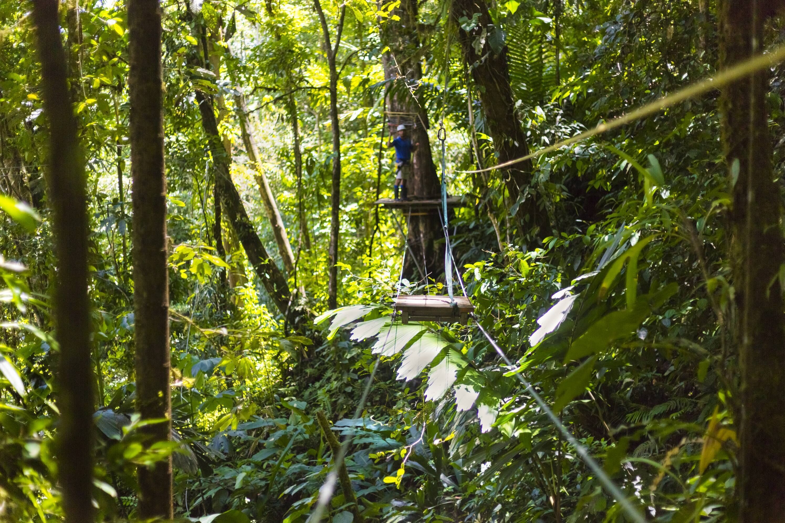Une personne se trouve sur une plateforme suspendue, au cœur d’une forêt dense.
